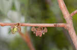 Smallflower pawpaw